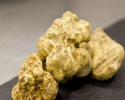 송로버섯 (white truffles)