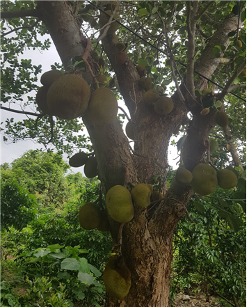 홍콩이 열대성 날씨를 확인 시켜주는 Jackfruit가 풍성하게 자라고 있다.